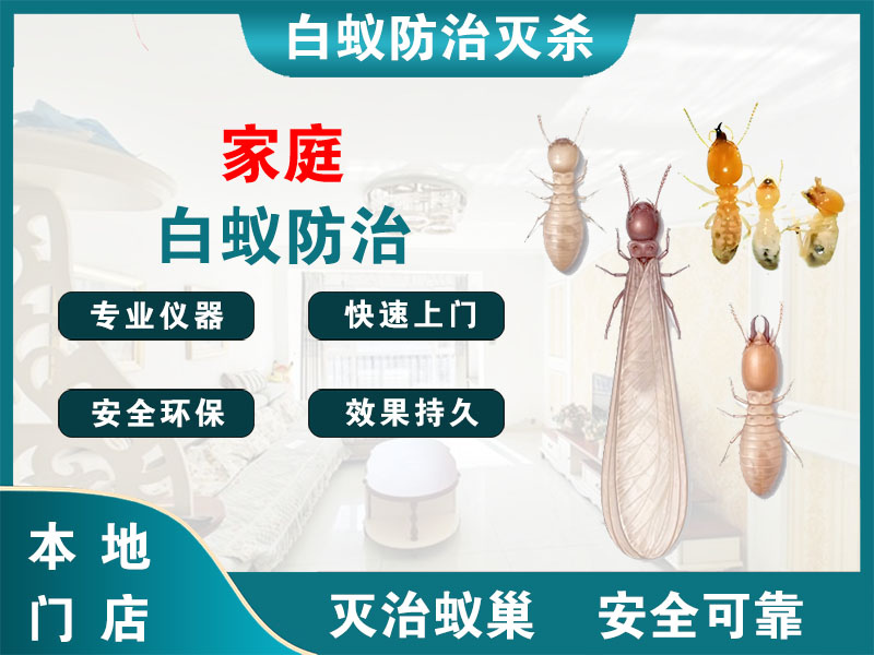 昆山家庭白蚁防治